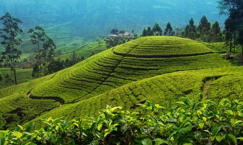 Admire the lush tea-covered hills of Nuwara Eliya, Sri Lanka.
