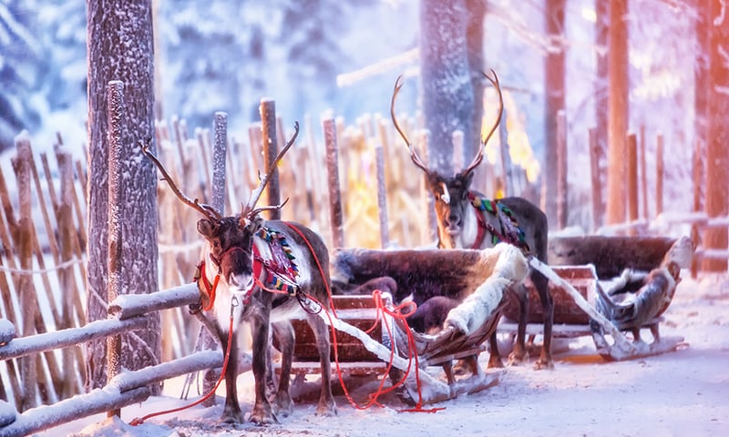 Take a ride on a Reindeer sledge in Rovaniemi, Lapland, Finland