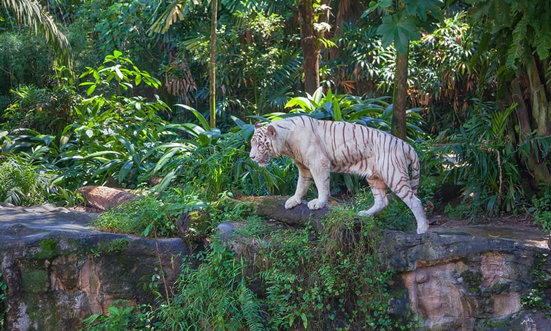 Singapore Zoo is famous for its naturalistic animal environments