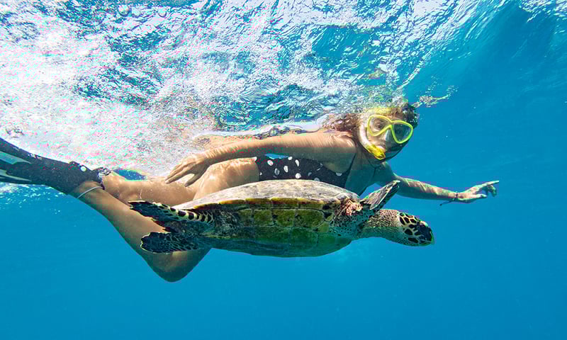 Exciting wildlife encounters to be had with complimentary use of the resorts snorkel equipment