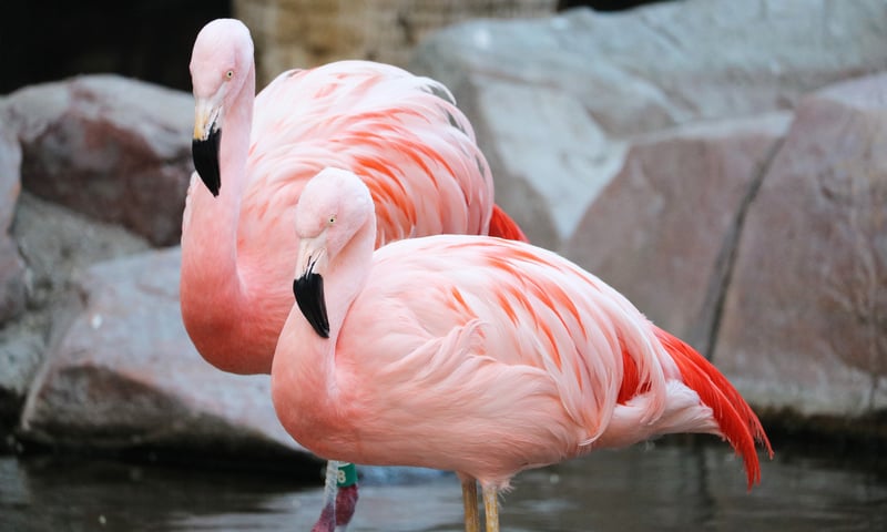 See flamingos at the Wildlife Habitat at Flamingo Las Vegas Hotel & Casino, Nevada.