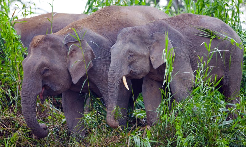 Look for Bornean pygmy elephants along the Kinabatangan River, Malaysia.