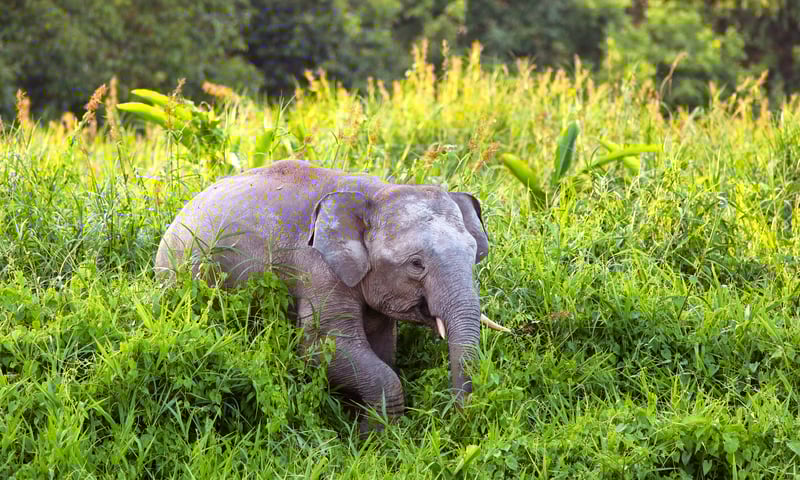 Take a sunrise cruise to search for Bornean pygmy elephants Kinabatangan River, Malaysia.