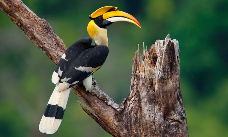 Spot the Bornean Hornbill from Labuk Bay Proboscis Monkey Sanctuary in Sabah, Malaysia.