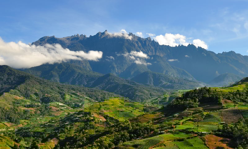 Photograph native plants from Kinabalu National Park, Malaysia.