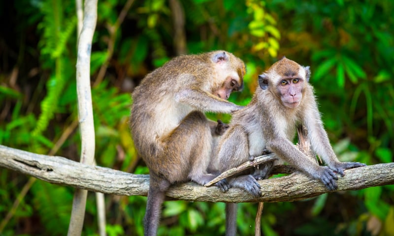 Search for macaques and other wildlife near the Kinabatangan River, Malaysia.