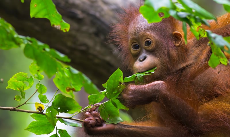 Watch young orangutans in the outdoor nursery at the Sepilok Orangutan Rehabilitation Centre in Saba