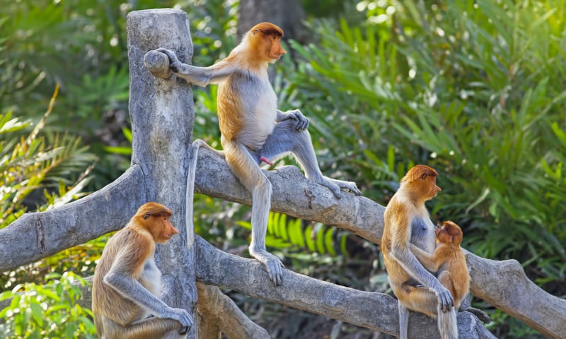 Photograph the feeding of monkeys at Labuk Bay Proboscis Monkey Sanctuary in Sabah, Malaysia.
