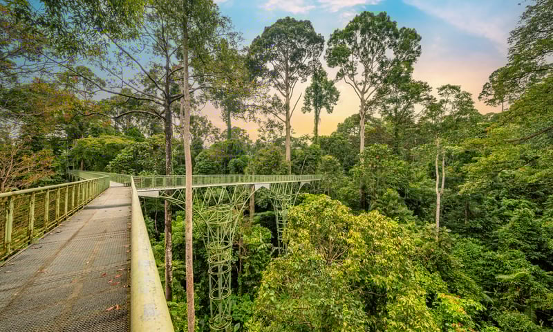 Take a guided canopy walk at the Rainforest Discovery Centre in Sabah, Malaysia.