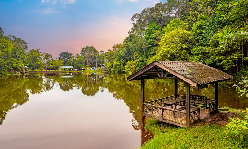 Explore the lush tropical forests of the Rainforest Discovery Centre in Sabah, Malaysia.