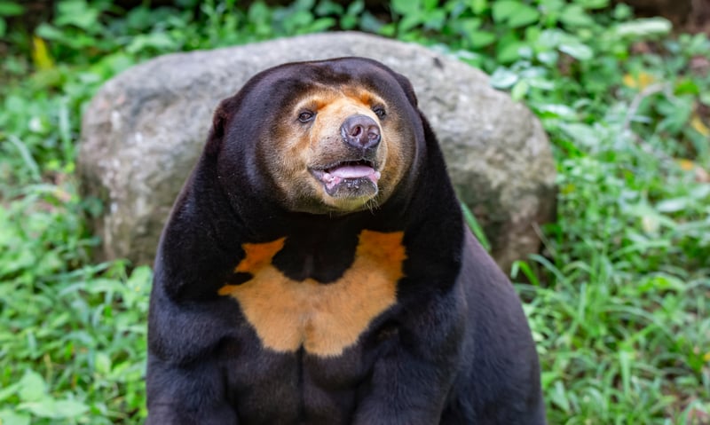 Observe the world’s smallest bear at the Bornean Sun Bear Conservation Centre in Sabah, Malaysia.
