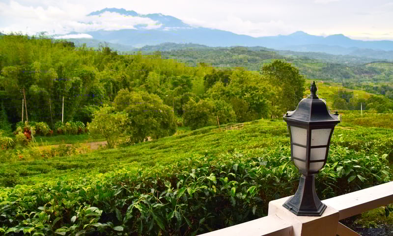 Enjoy lunch at the Sabah Tea Garden Plantation in Sabah, Malaysia.