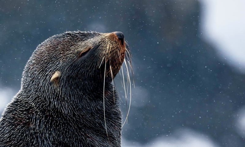 Antarctic fur seals. Antarctic fur seals.