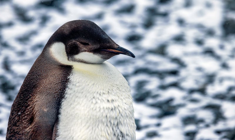Juvenile Emperor penguin in Antarctica. Juvenile Emperor penguin in Antarctica.