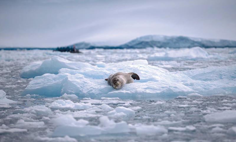 Leopard Sea in Curtiss Bay, Antarctic Peninsula. Leopard Sea in Curtiss Bay, Antarctic Peninsula.