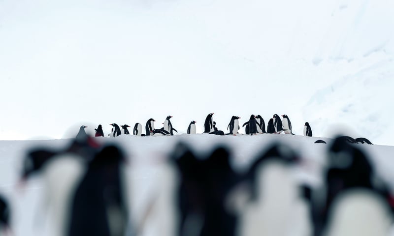 17 species of penguins are found worldwide, with 7 residing in the antarctic region. 17 species of penguins are found worldwide, with 7 residing in the antarctic region.