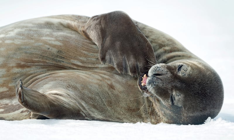 Like sea lions and walruses, fur seals use their front flippers to sit up straight. Like sea lions and walruses, fur seals use their front flippers to sit up straight.