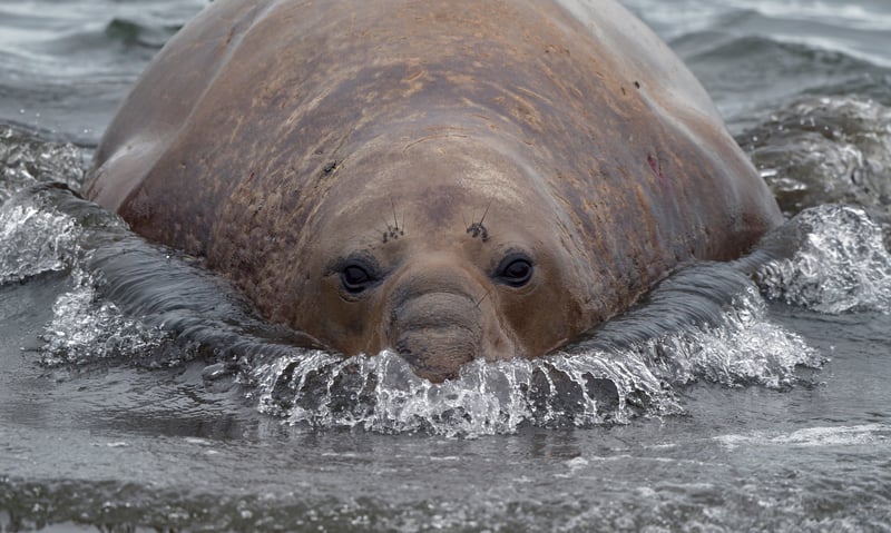 Southern elephant seal in Antarctica. Southern elephant seal in Antarctica.