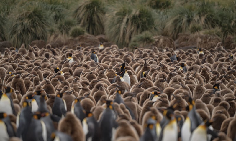 King penguin colony and their chicks. King penguin colony and their chicks.