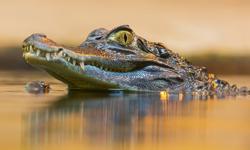 Observe caiman with a guide on the interpretive Caiman Cocha trail in the Amazon Rainforest.