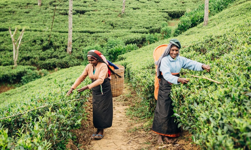 Take a tour of a local tea plantation in Nuwara Eliya.