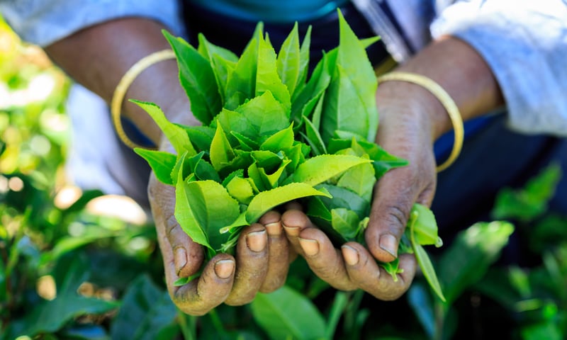Learn about the process of making Ceylon tea in Nuwara Eliya.