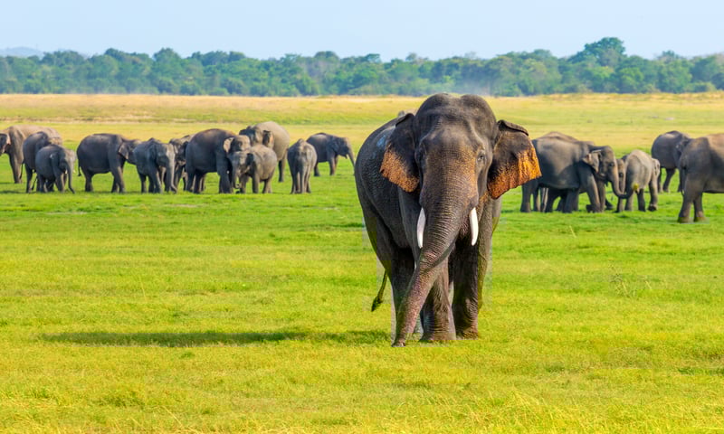 Visit Udawalawe Transit Home, home to hundreds of rehabilitated wild elephants.