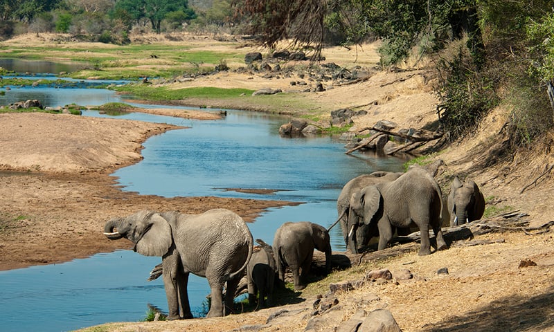 Waterholes are a great place to see elephants, antelope, rhino, buffalo and more.