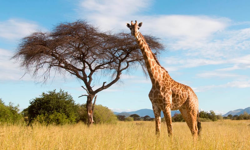 Keep your camera handy to snap an iconic image of African wildlife.