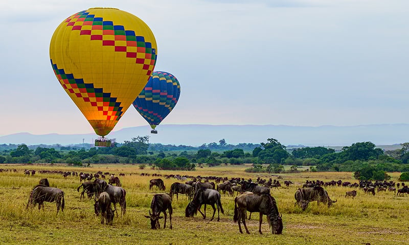Take to the sky in a hot air balloon to see the sun rise across the Maasai Mara (optional activity).
