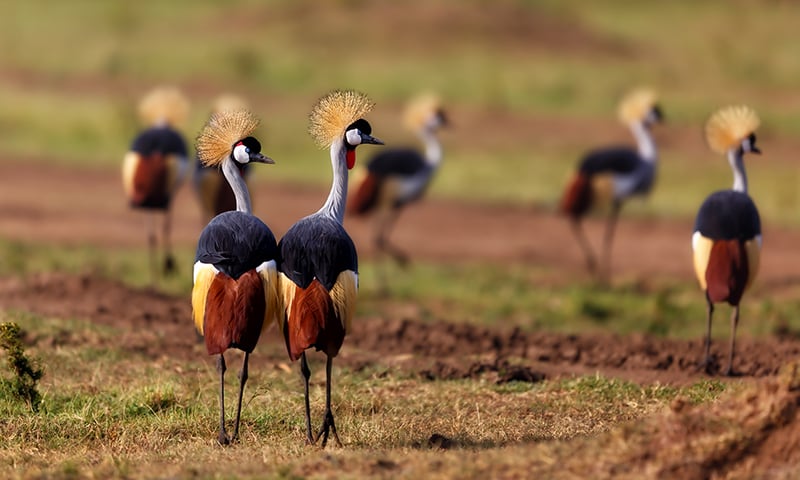 Look out for the stunning Grey Crowned Crane.