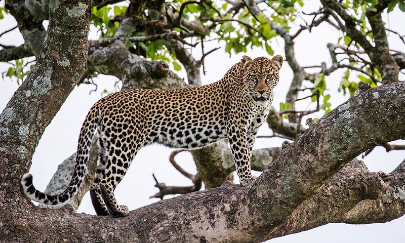 The world-famous Maasai Mara is home to leopards, lions, elephants, buffalo and more.
