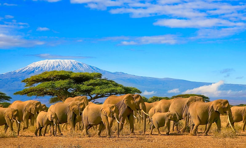 Visit Amboseli National Park, famously home to more than a thousand elephants and Mt Kilimanjaro.