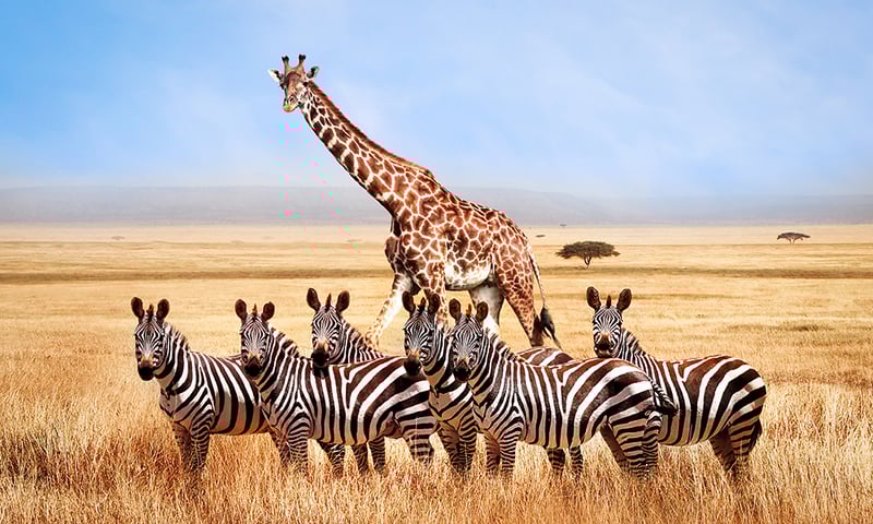 The vast savannah plains of the Maasai Mara are home to abundant wildlife.