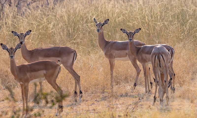 Impala, the tiny Dik-Dik and other antelope roam the plains.