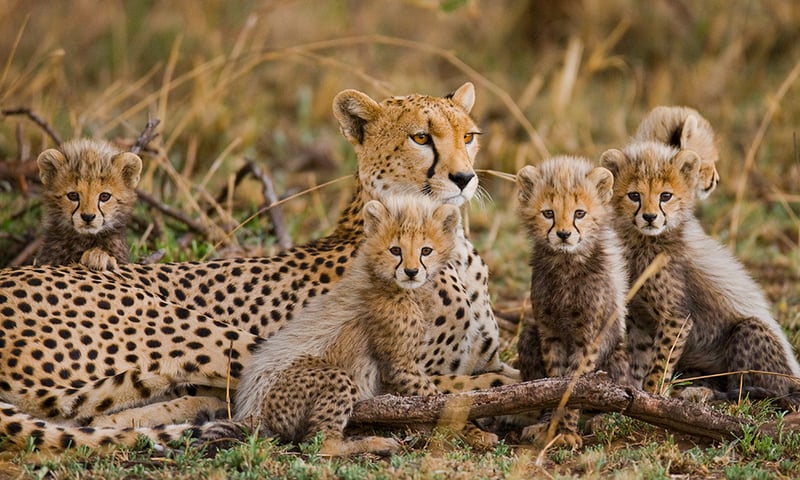 You may spot an elusive cheetah and her cubs on a morning safari in Tarangire National Park.