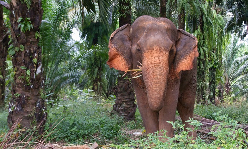 Visit Koh Samui's elephant sanctuary on an optional excursion.