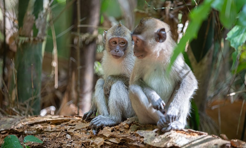 See abundant wildlife as you embark on a water safari in a traditional longtail boat.