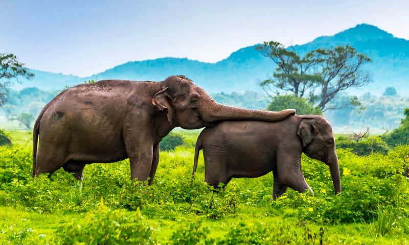15 Days Sri Lankan Wildlife Adventure Tour Package TripADeal 15 Days Sri Lankan Wildlife Adventure Tour Package TripADeal