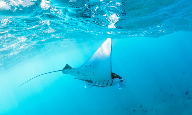 Spot manta rays in the waters of Manta Point in Komodo National Park.