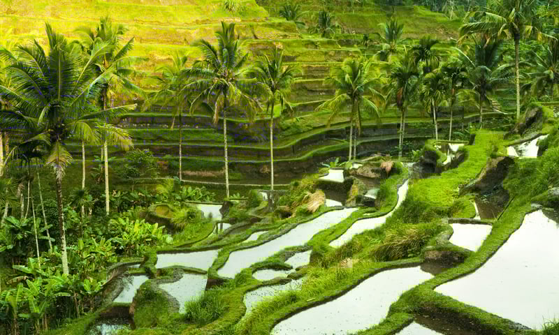 Enjoy time at leisure amongst the lush rice fields of Ubud, Bali.