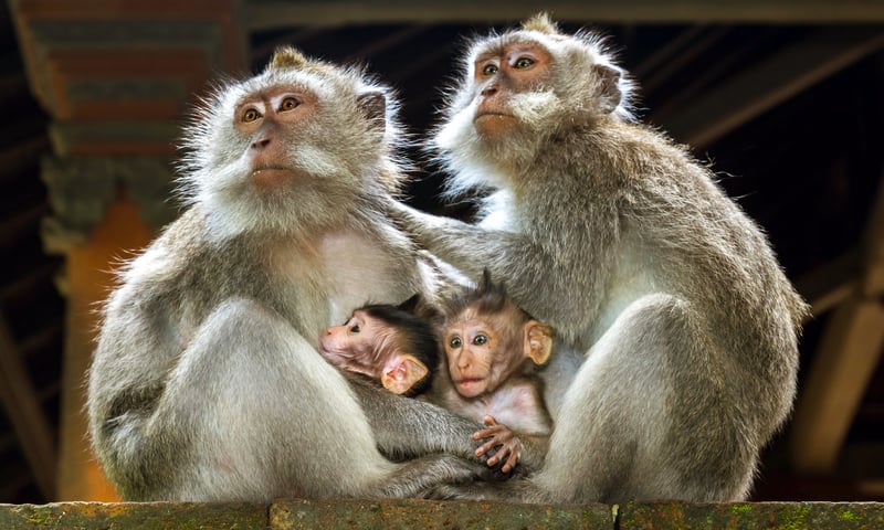 See monkey’s at the Sacred Monkey Temple in Ubud, Bali.
