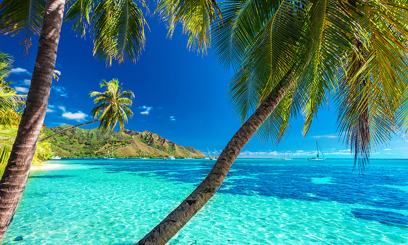 You'll love the white sand beaches, emerald palm trees and turquoise lagoons of French Polynesia. You'll love the white sand beaches, emerald palm trees and turquoise lagoons of French Polynesia.