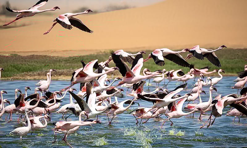 Spot flamingo taking off from Walvis Bay, near Swakopmund, Namibia.