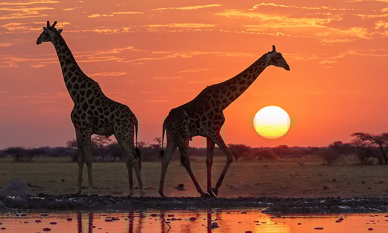 Each idyllic Namibian sunset will take your breath away.