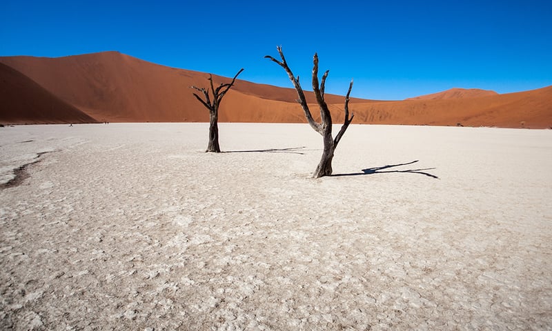 Explore the ethereal beauty of Deadvlei's white clay pan, Namib-Nauklift National Park