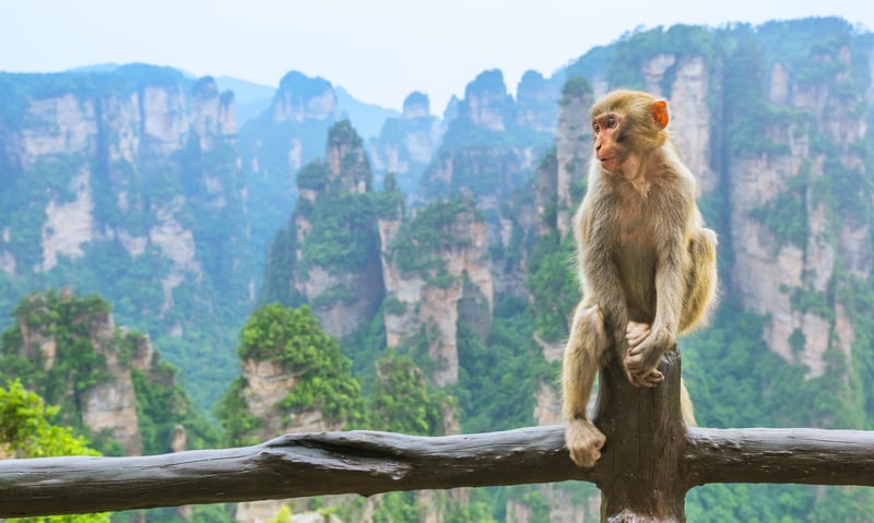 Look out for wild monkeys in Zhangjiajie National Forest Park in Zhangjiajie, China.