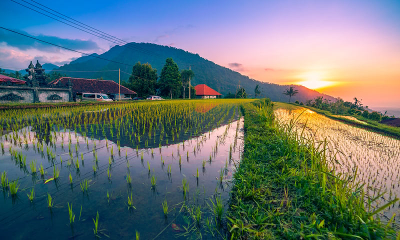 The incredible Tegallalang Rice Terraces in Ubud, Bali.