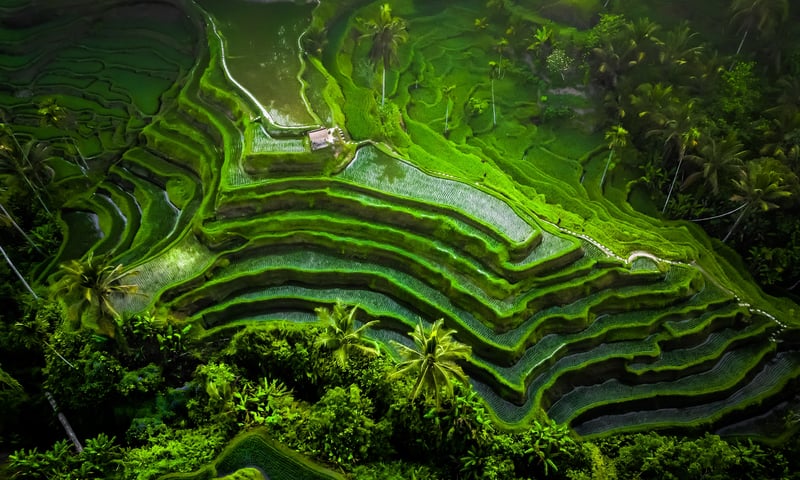 Aerial view of the Tegallalang Rice Terraces in Ubud, Bali.