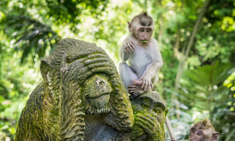 Ubud's Monkey Temple in Bali. (Entry cost not included)